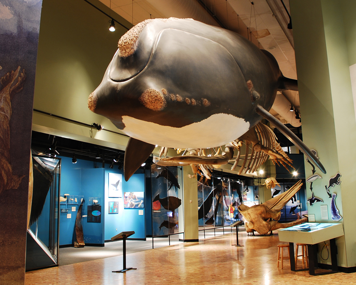 Check out sails and whales at New Brunswick Museum